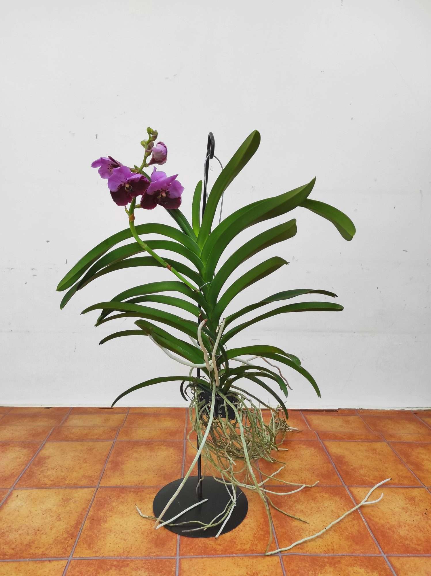 Vanda Híbrida - Image 2