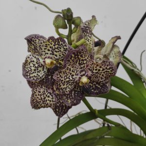 Vanda Híbrida