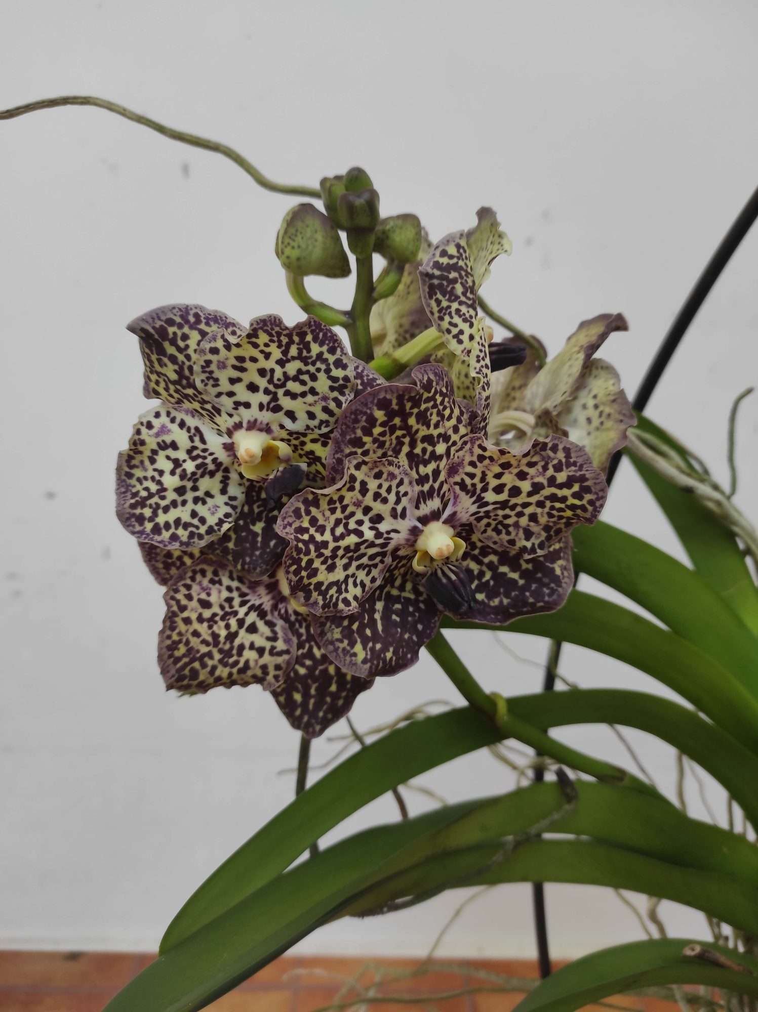 Vanda Híbrida