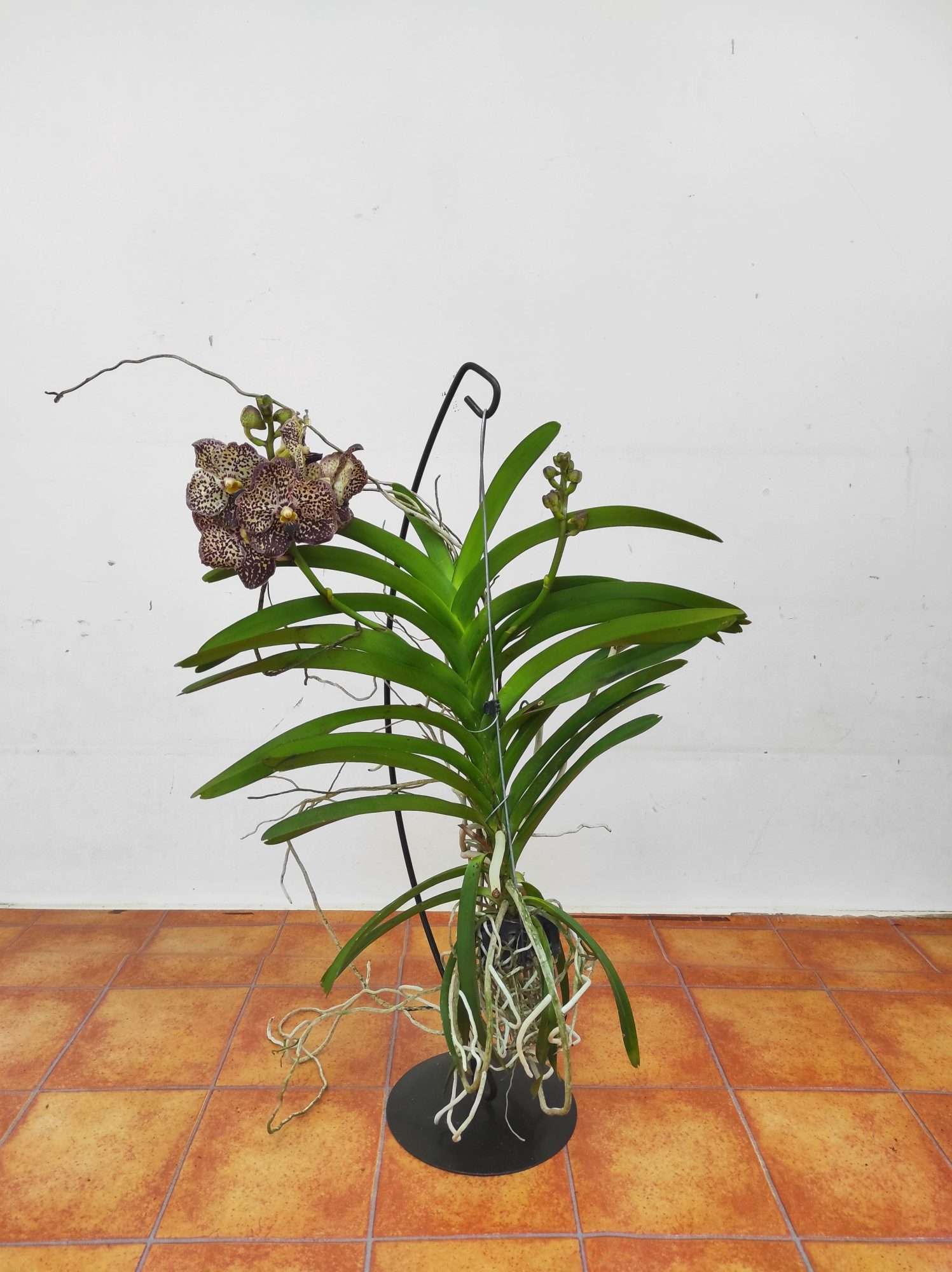 Vanda Híbrida - Image 2