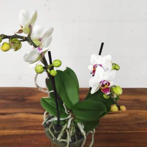 Phalaenopsis V.12