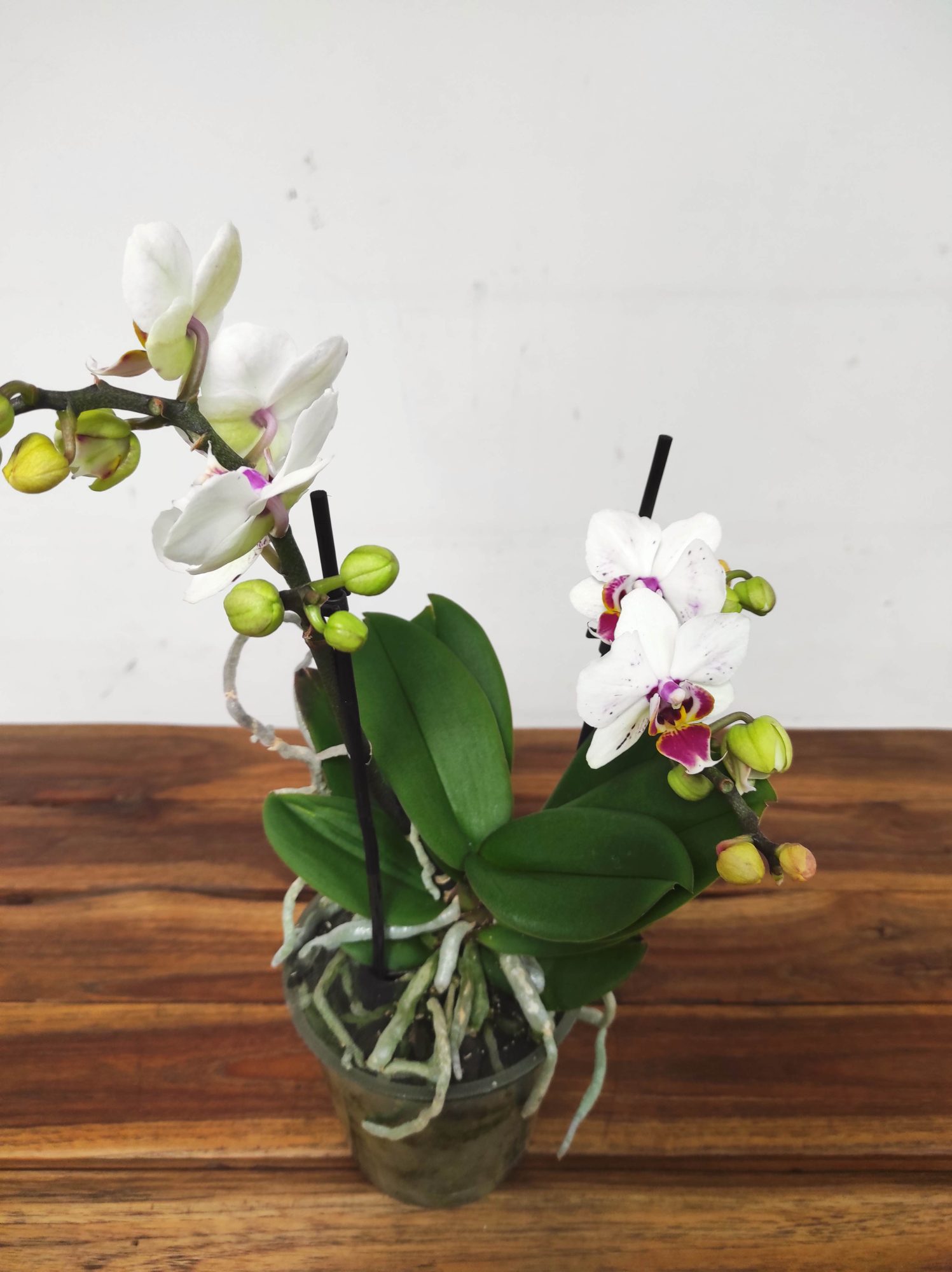 Phalaenopsis V.12