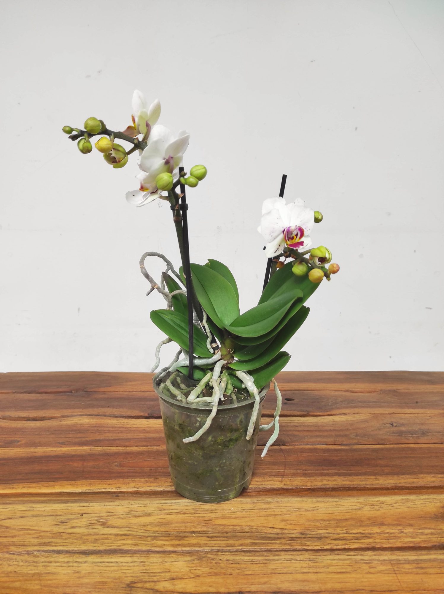 Phalaenopsis V.12 - Image 2