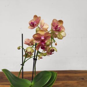 Phalaenopsis V.12