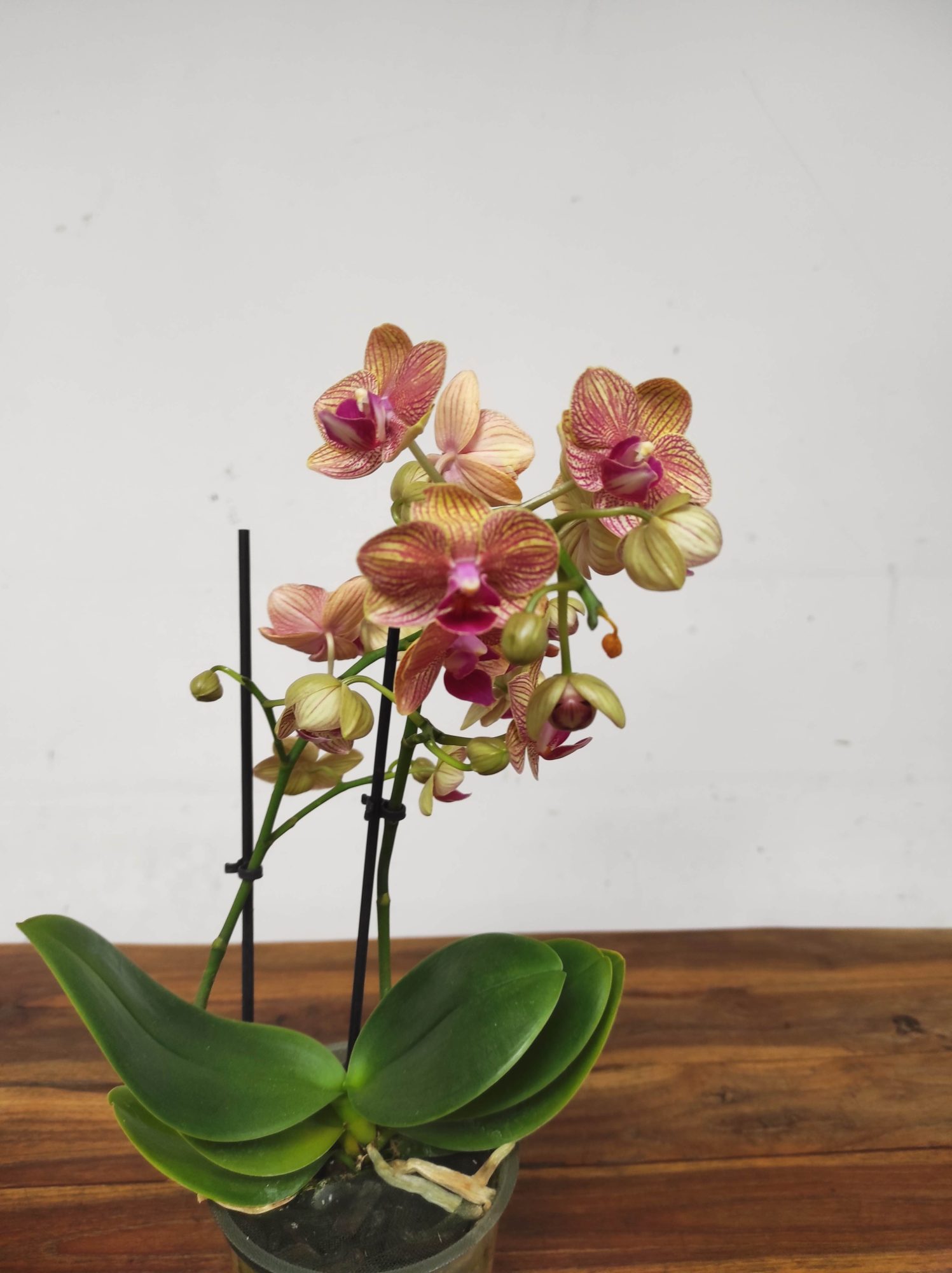 Phalaenopsis V.12