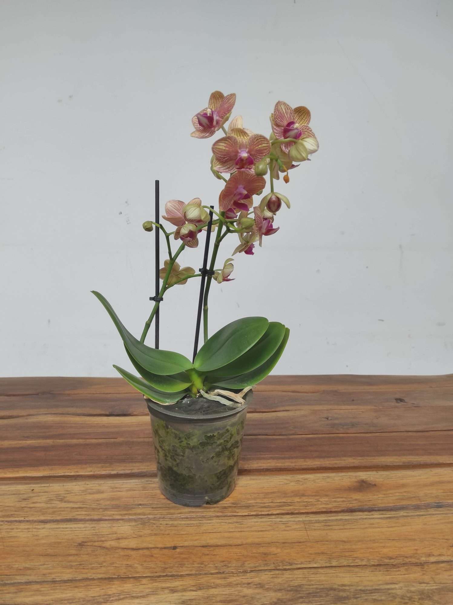 Phalaenopsis V.12 - Image 2