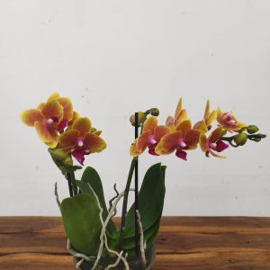 Phalaenopsis V.12