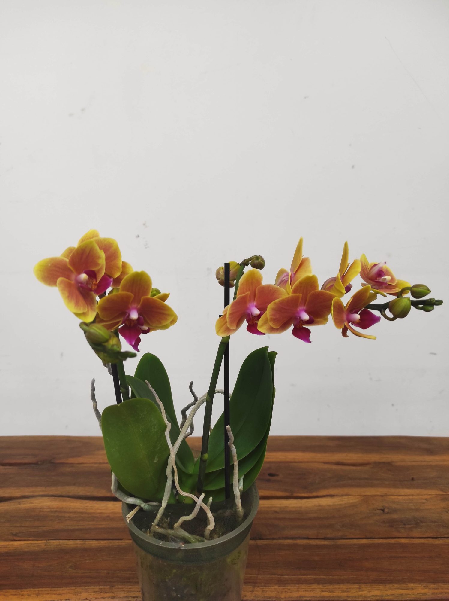Phalaenopsis V.12