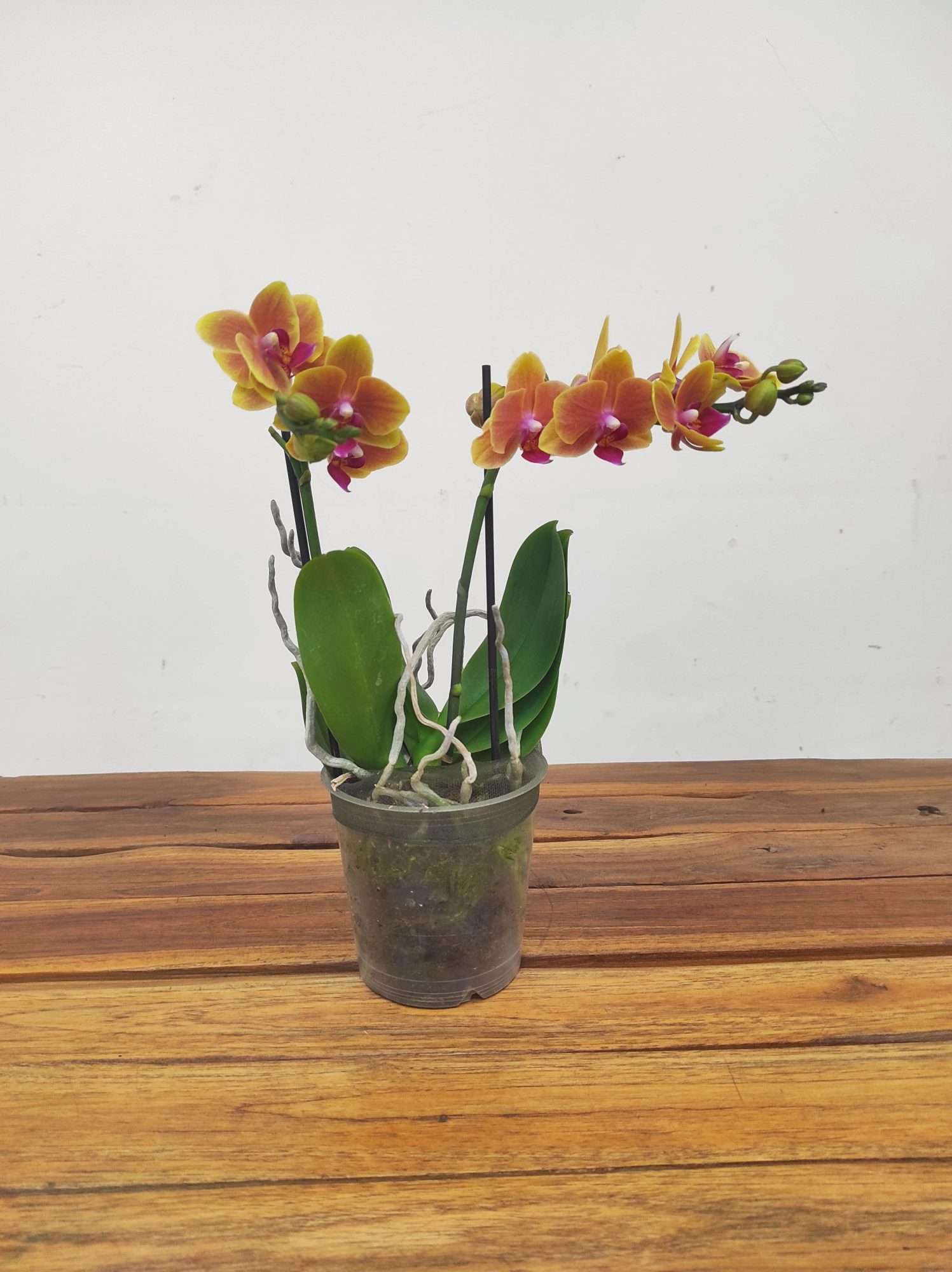 Phalaenopsis V.12 - Image 2