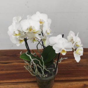 Phalaenopsis V.12