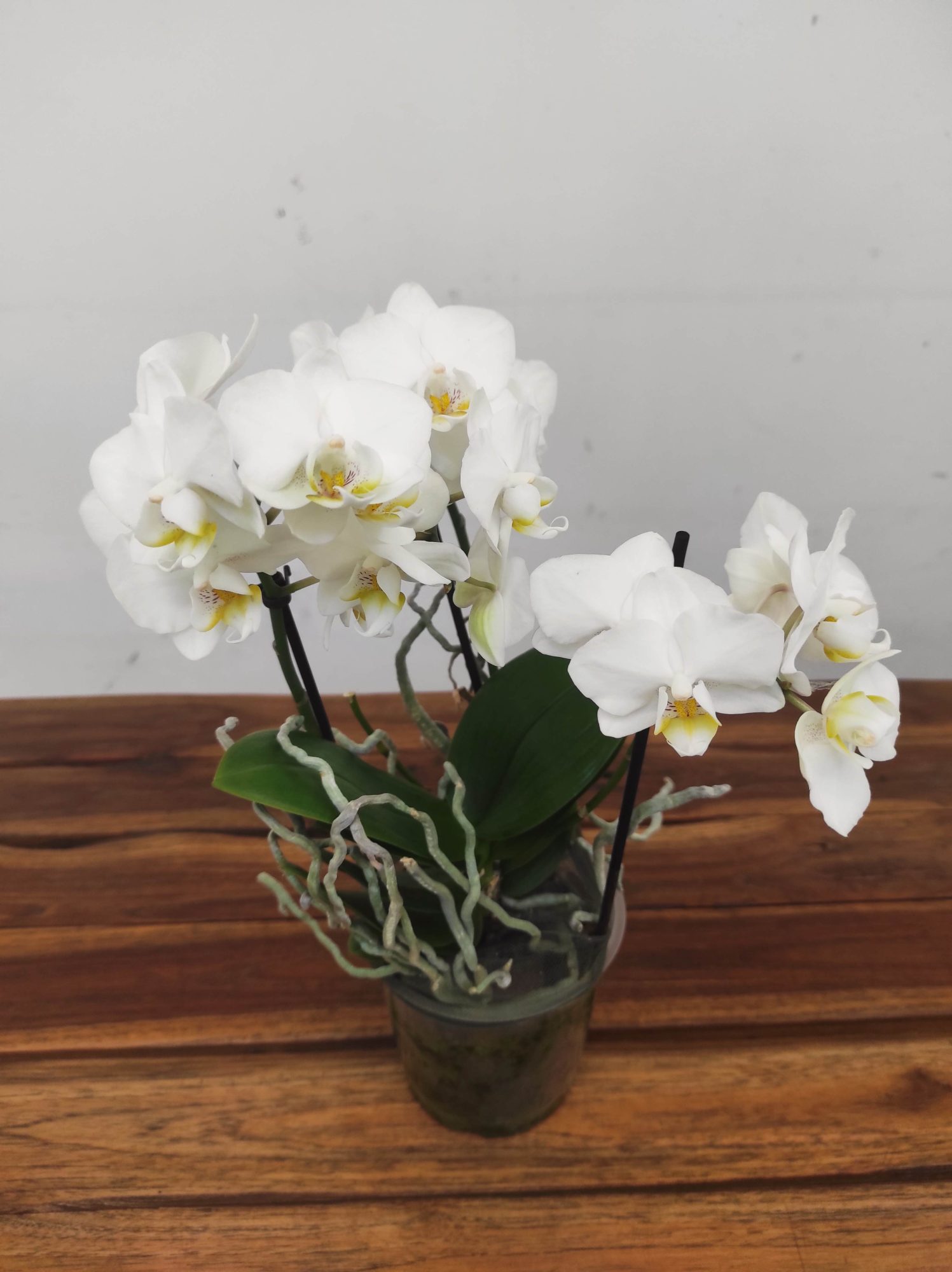 Phalaenopsis V.12