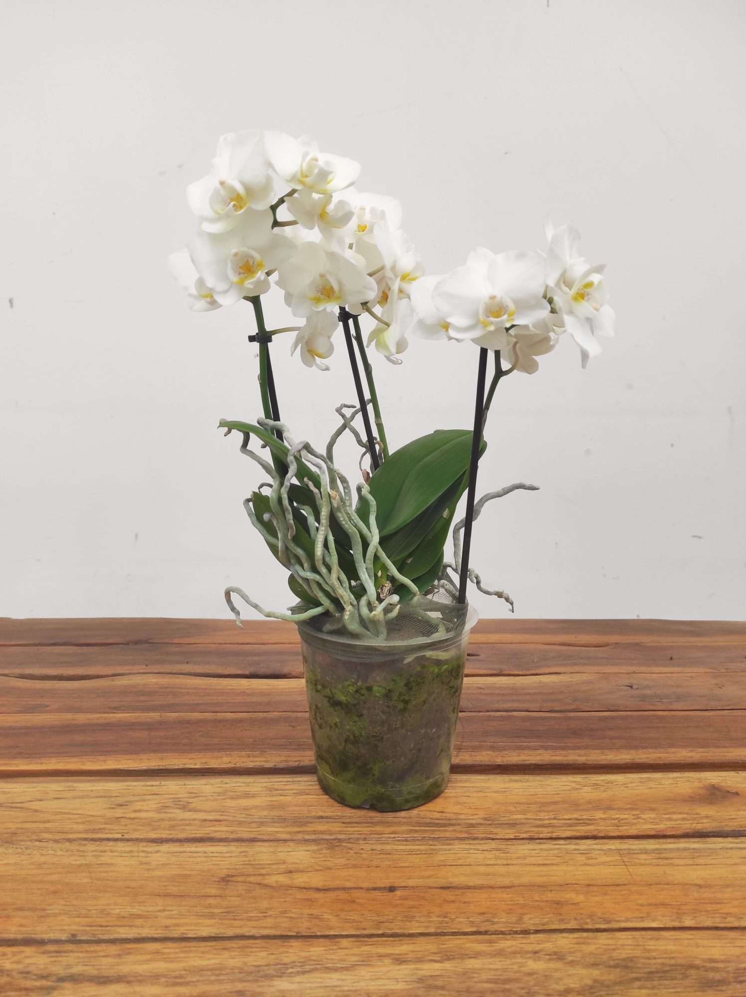 Phalaenopsis V.12 - Image 2