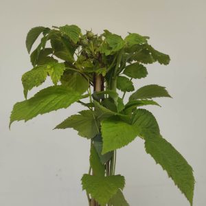 Rubus Idaeus Schlaraffia 'Golddigg'