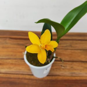 Cattleya V.12