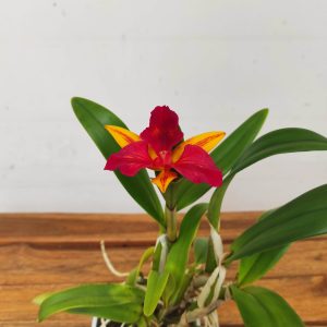 Cattleya V.12