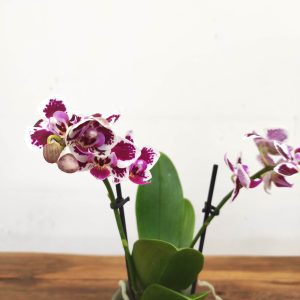 Phalaenopsis V.9