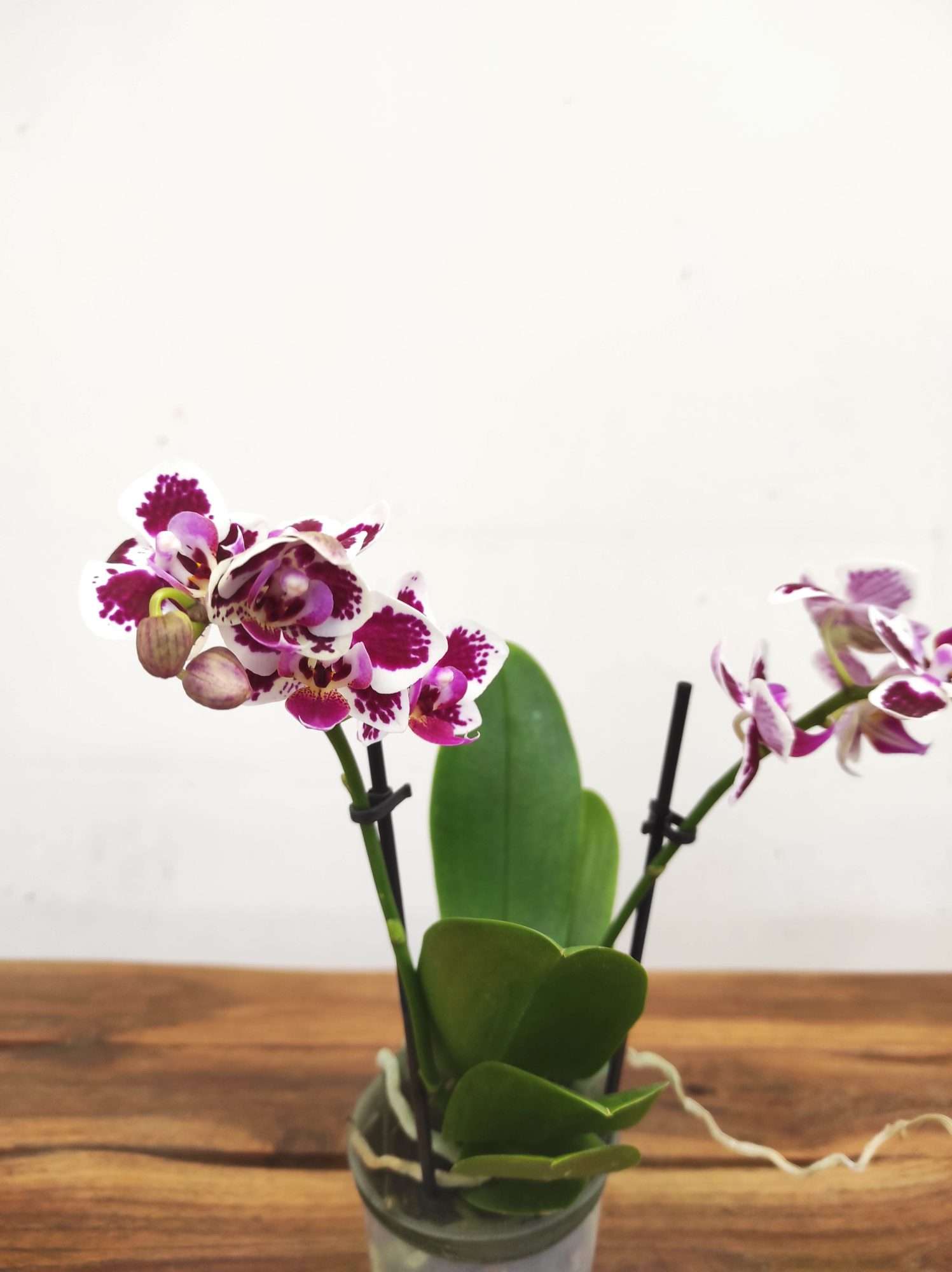 Phalaenopsis V.9
