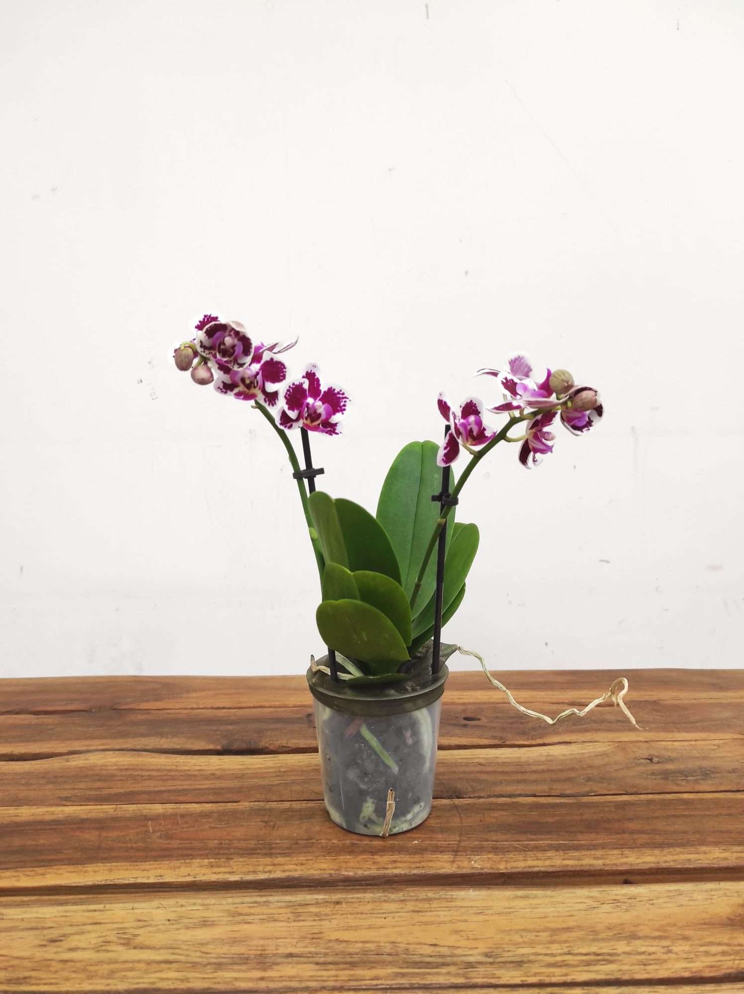 Phalaenopsis V.9 - Image 2