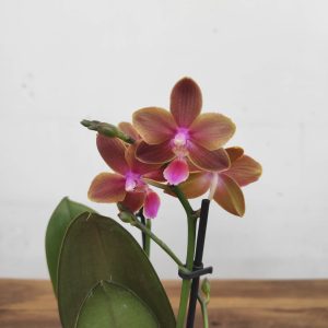 Phalaenopsis V.9
