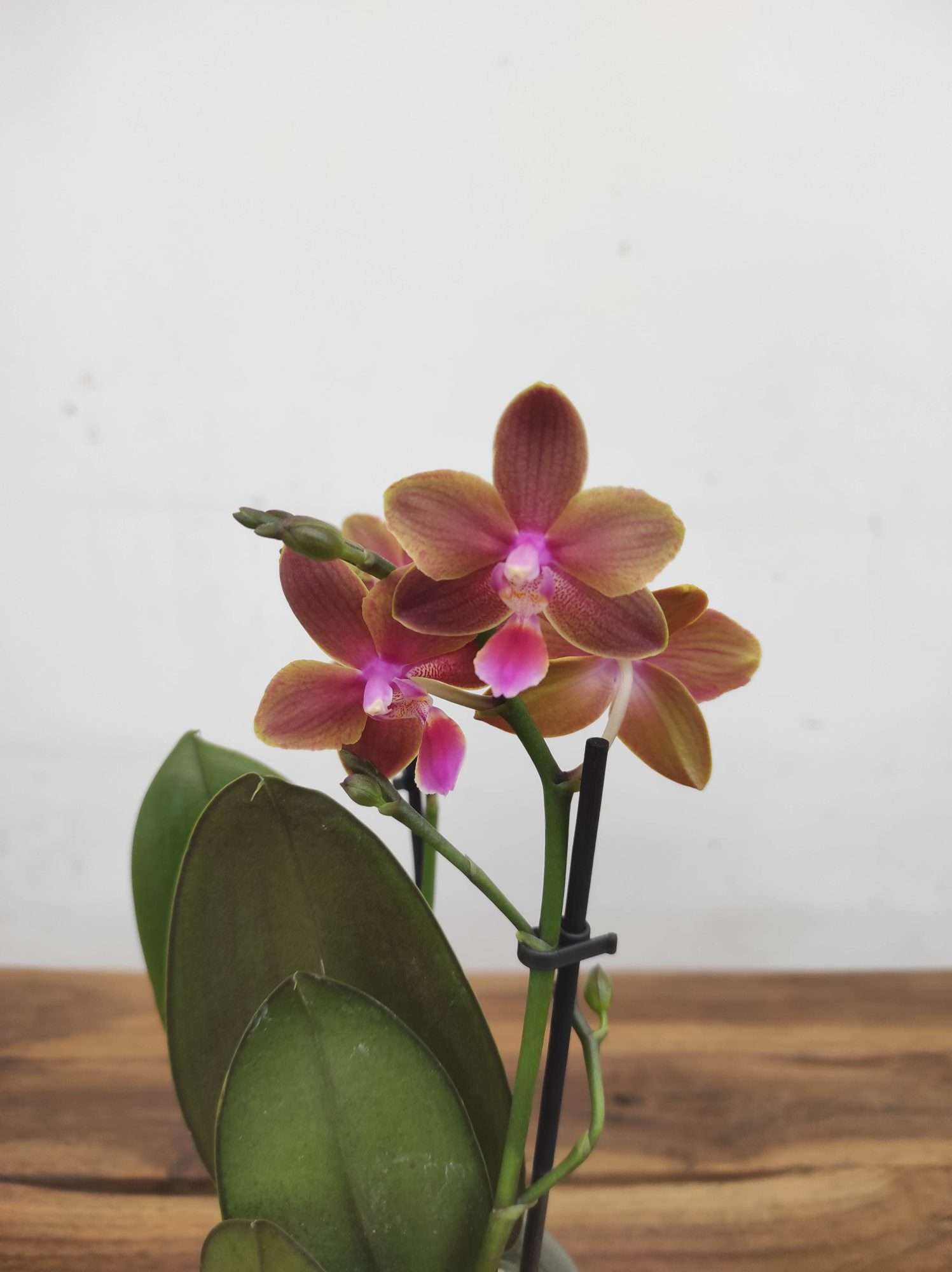 Phalaenopsis V.9