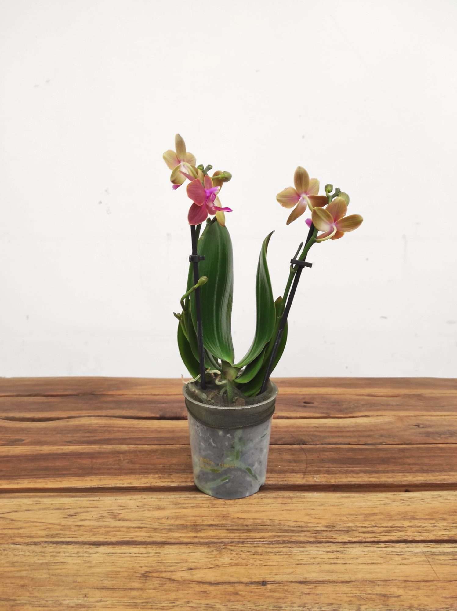 Phalaenopsis V.9 - Image 2