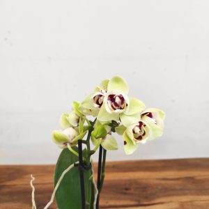 Phalaenopsis V.9