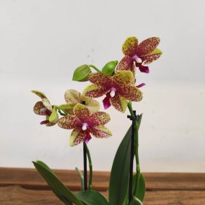 Phalaenopsis V.9