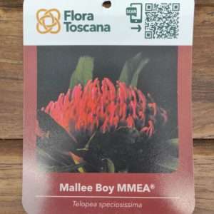 Telopea Mallee Boy - V.17