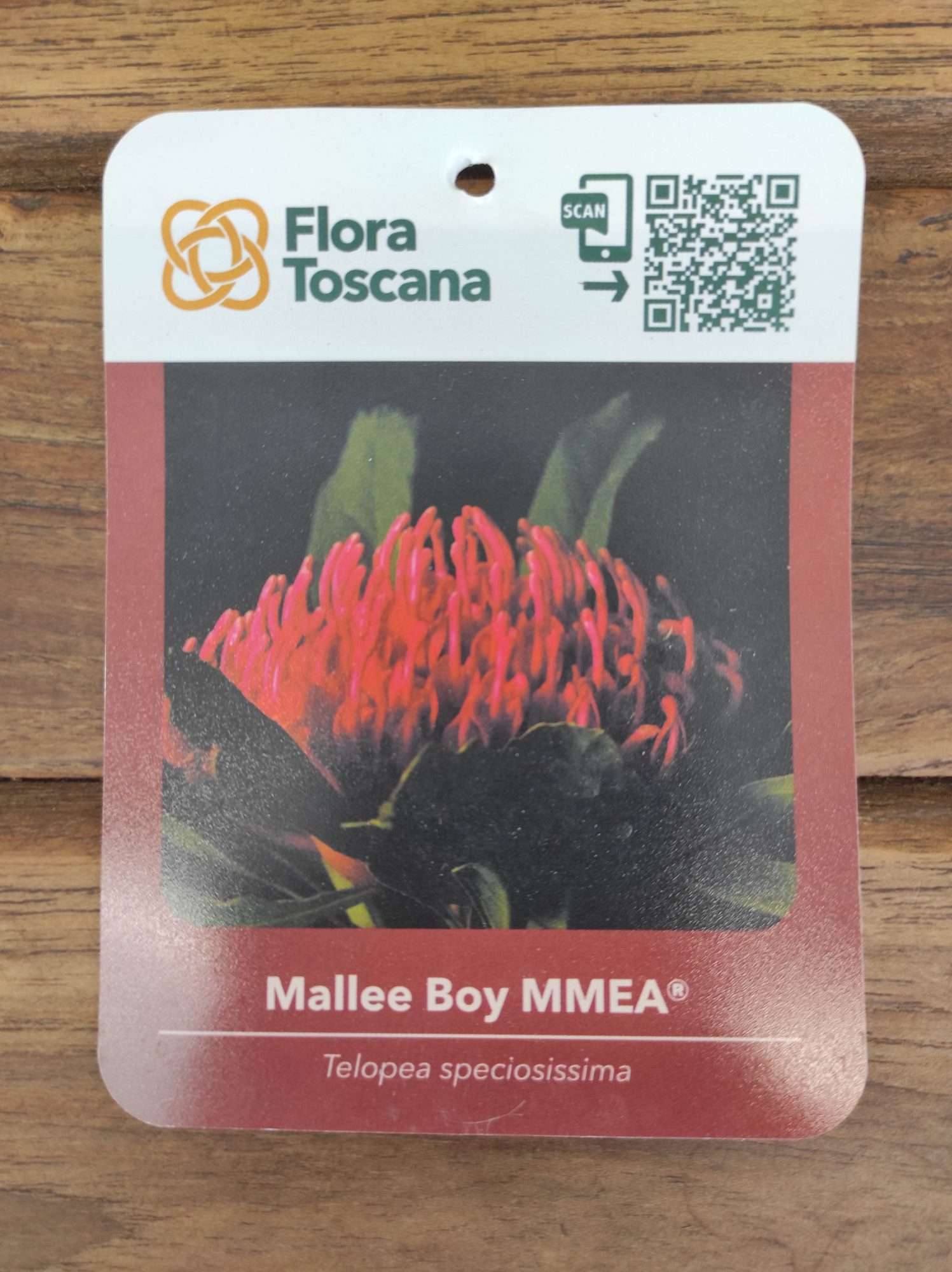 Telopea Mallee Boy - V.17
