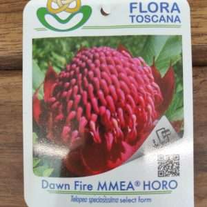 Telopea Dawn Fire Horo - V.17