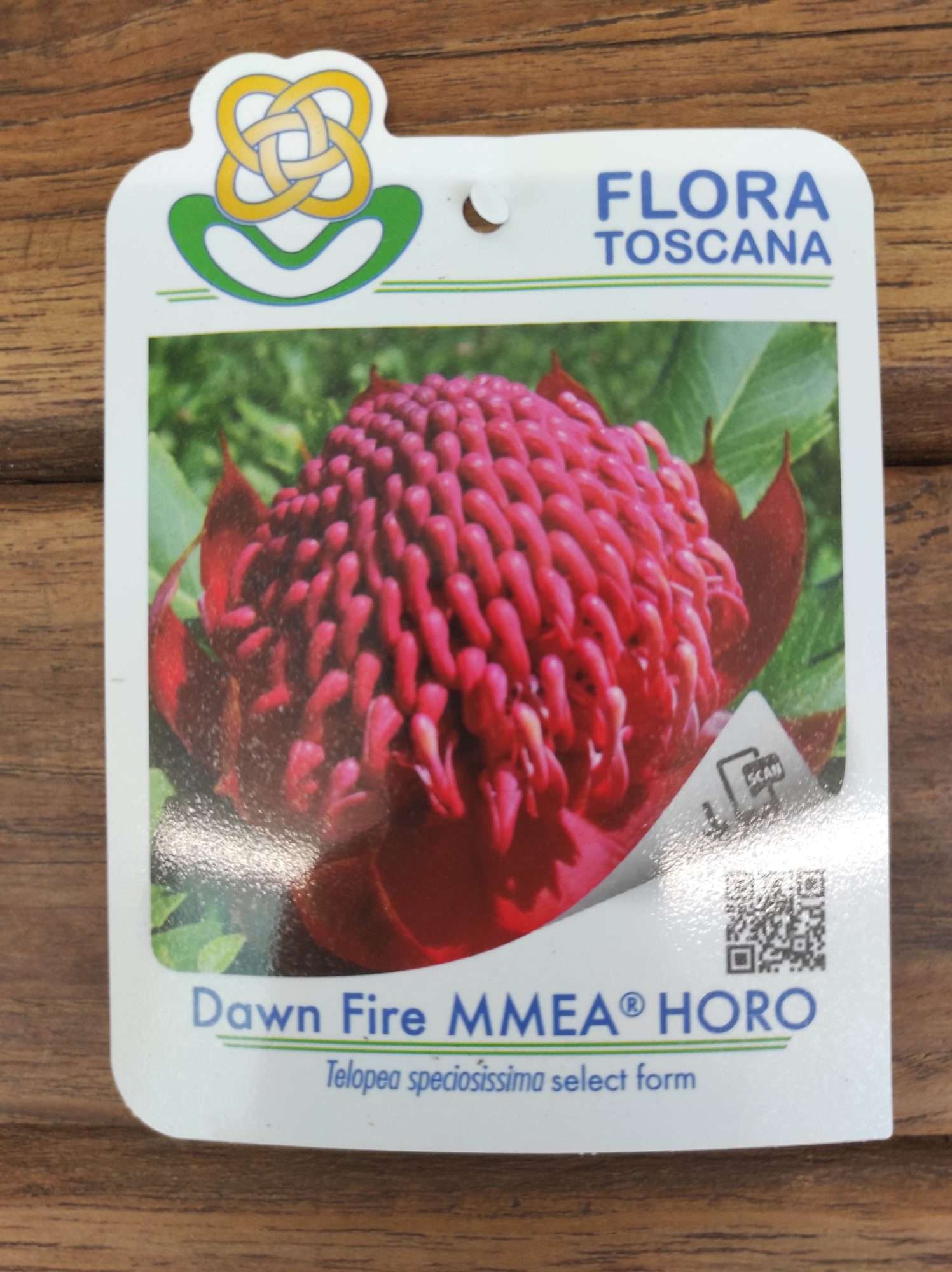 Telopea Dawn Fire Horo - V.17