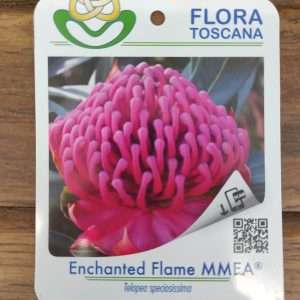 Telopea Enchanted Flame - V.17