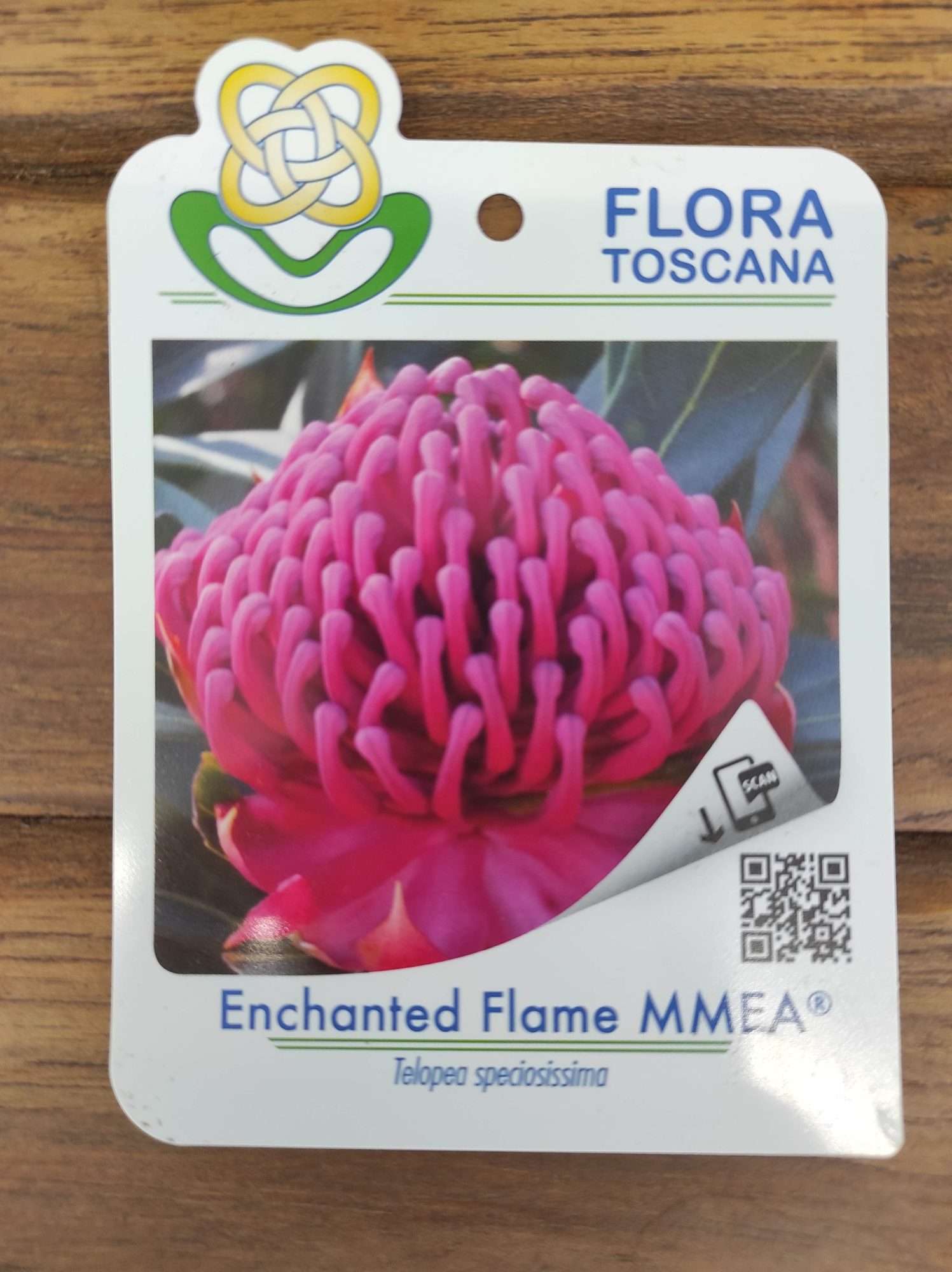 Telopea Enchanted Flame - V.17