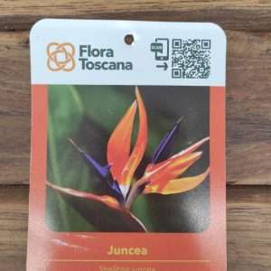 Strelitzia Juncea - V.14