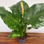 Zanthedeschia Flamingo - V.19