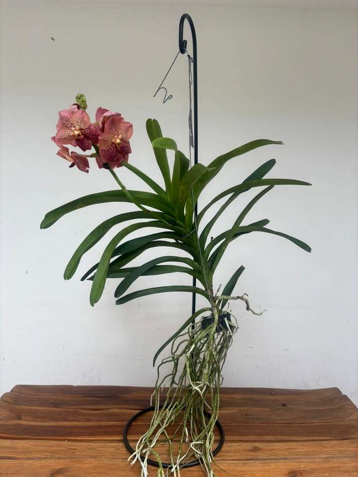 Vanda Híbrida - Image 2