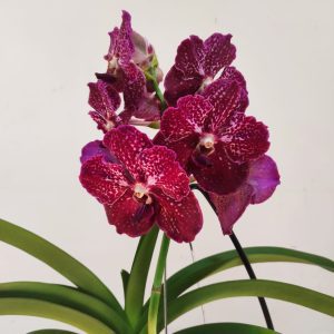 Vanda Híbrida