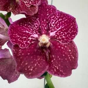 Vanda Híbrida
