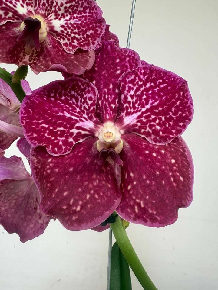 Vanda Híbrida