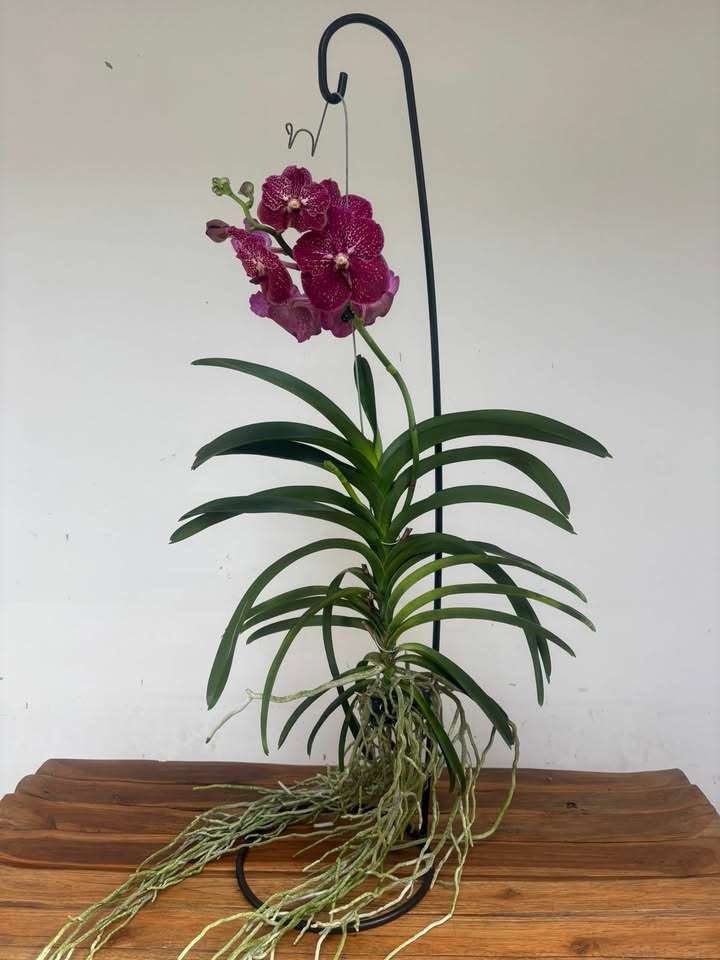 Vanda Híbrida - Image 2