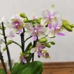 Phalaenopsis Multiflora Scenza - 2 Hastes