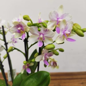 Phalaenopsis Multiflora Scenza - 2 Hastes