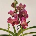 Vanda Híbrida