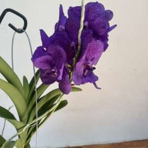 Vanda Híbrida