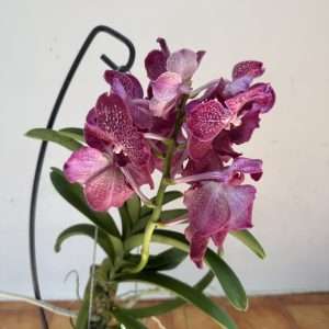 Vanda Híbrida