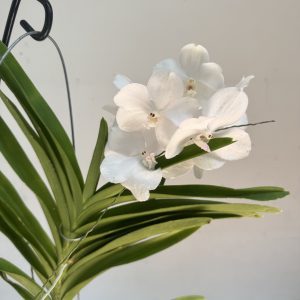 Vanda Híbrida