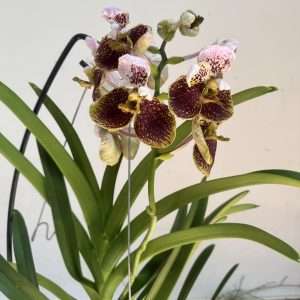Vanda Híbrida