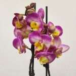 Phalaenopsis - 2 Hastes