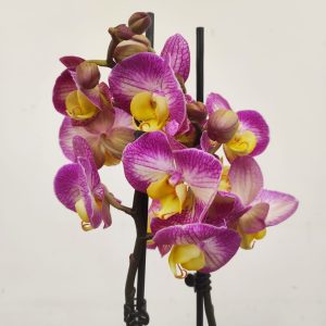 Phalaenopsis - 2 Hastes