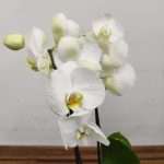 Phalaenopsis - 2 Hastes